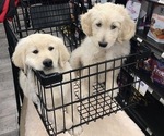 Small Photo #7 Goldendoodle Puppy For Sale in CANTON, GA, USA