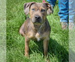 Small #4 American Staffordshire Terrier Mix