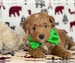 Small Photo #3 Poochon Puppy For Sale in LANCASTER, PA, USA