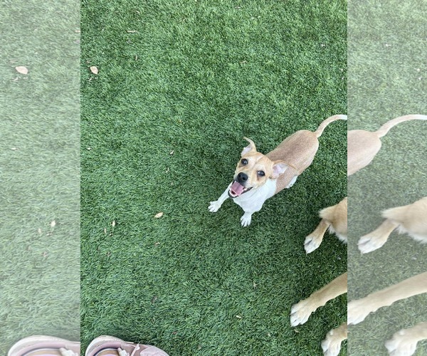 Medium Photo #2 Chihuahua-Unknown Mix Puppy For Sale in Visalia, CA, USA
