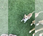 Small Photo #2 Chihuahua-Unknown Mix Puppy For Sale in Visalia, CA, USA