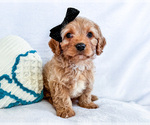 Puppy Kuddles Cavapoo (Miniature)