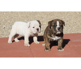 Bulldog Puppy for sale in LA, CA, USA