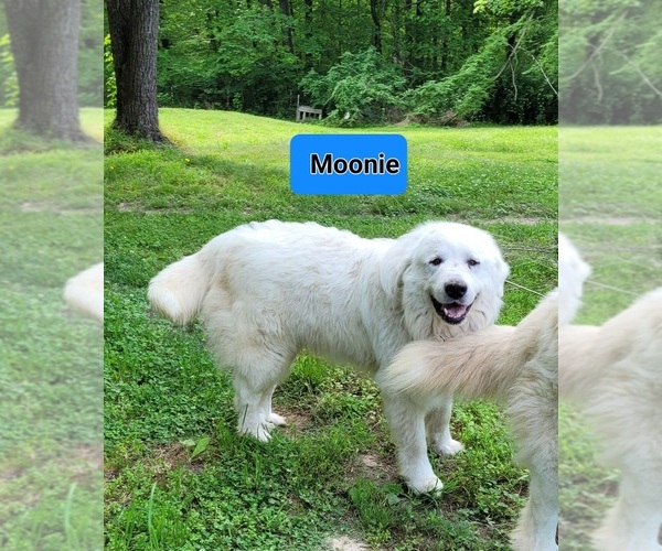 Medium Photo #1 Great Pyrenees Puppy For Sale in SCOTTSVILLE, KY, USA