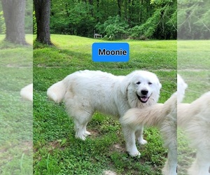 Father of the Great Pyrenees puppies born on 05/06/2025