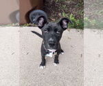 Small #1 Mutt