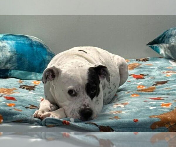 Medium Photo #6 American Bulldog-Labrador Retriever Mix Puppy For Sale in Atlanta, GA, USA