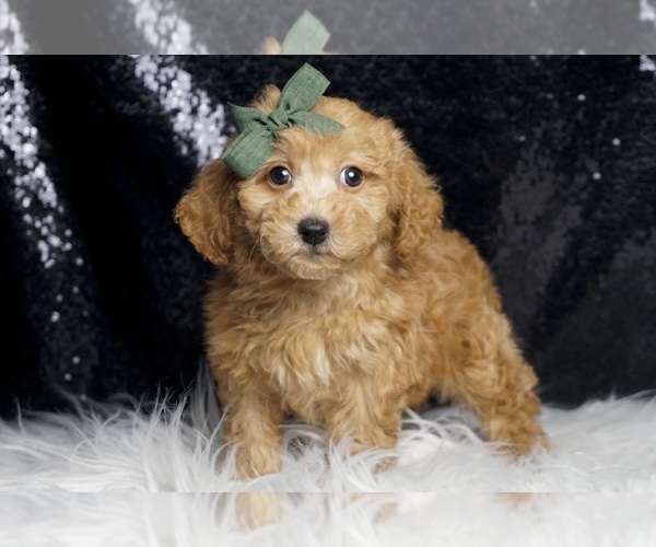 Medium Photo #5 Poodle (Toy) Puppy For Sale in WARSAW, IN, USA
