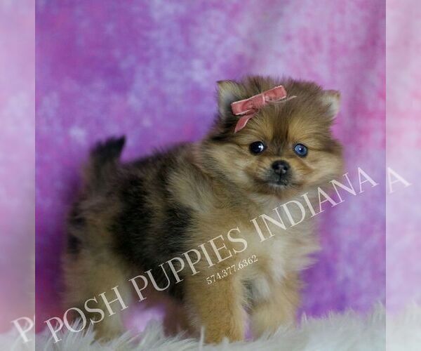 Medium Photo #4 Pomeranian Puppy For Sale in WARSAW, IN, USA