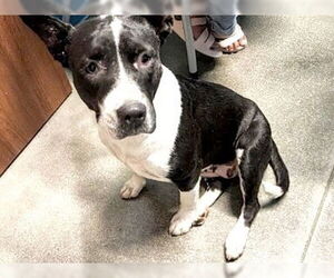 American Pit Bull Terrier-Unknown Mix Dogs for adoption in Houston, TX, USA