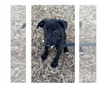 Small #3 Labrador Retriever Mix