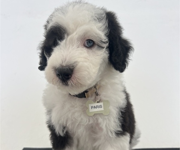 Medium Photo #114 Sheepadoodle Puppy For Sale in HUNTINGTON BEACH, CA, USA
