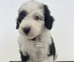 Small Photo #114 Sheepadoodle Puppy For Sale in HUNTINGTON BEACH, CA, USA