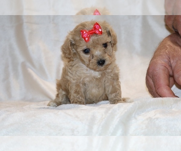 Medium Photo #5 Poodle (Toy) Puppy For Sale in DYERSBURG, TN, USA