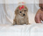 Small #4 Poodle (Toy)