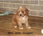 Small #2 Cavapoo