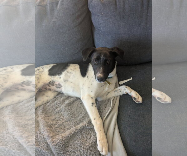 Medium Photo #5 Border Collie-Unknown Mix Puppy For Sale in Sandy, UT, USA