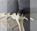 Small #4 Border Collie Mix