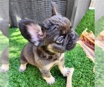 Small Photo #14 French Bulldog Puppy For Sale in LAS VEGAS, NV, USA