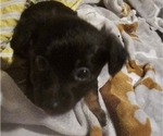 Puppy Puppy 4 Chihuahua-Chiweenie Mix