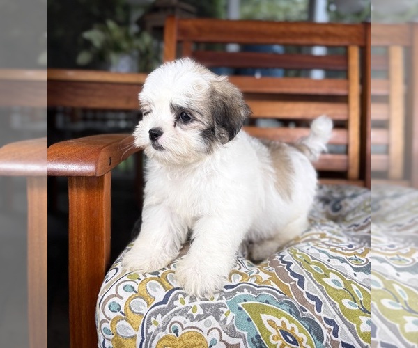 Medium Photo #8 Mal-Shi Puppy For Sale in NOBLESVILLE, IN, USA