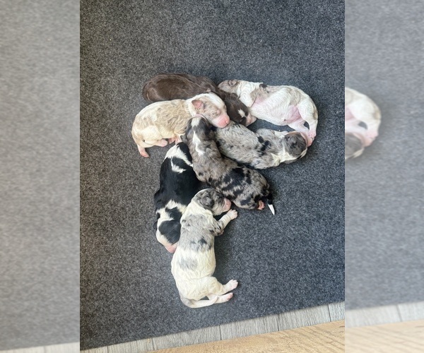 Medium Photo #1 Bernedoodle Puppy For Sale in TROY, NC, USA