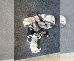 Bernedoodle Litter for sale in TROY, NC, USA