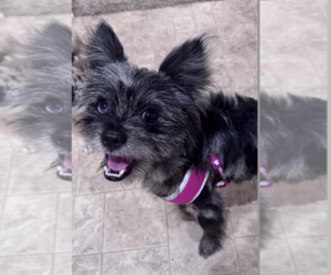 Poodle (Miniature)-Unknown Mix Dogs for adoption in Coralville, IA, USA