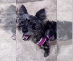 Small Poodle (Miniature) Mix
