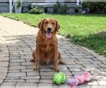 Small Golden Retriever