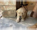 Small Photo #4 Golden Retriever Puppy For Sale in MCKINNEY, TX, USA