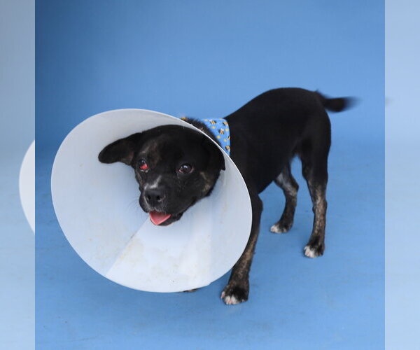 Medium Photo #1 French Bulldog-Unknown Mix Puppy For Sale in Pasadena, CA, USA