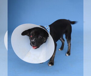 French Bulldog-Unknown Mix Dogs for adoption in Pasadena, CA, USA