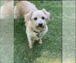 Small #3 Havanese Mix