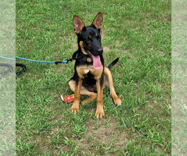 Medium Photo #1 German Shepherd Dog-Unknown Mix Puppy For Sale in New London, WI, USA