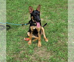 Small German Shepherd Dog Mix