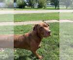 Small Photo #1 Labrador Retriever-Saint Bernard Mix Puppy For Sale in KENNEY, IL, USA