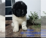 Small Photo #2 Newfoundland Puppy For Sale in SHIPSHEWANA, IN, USA