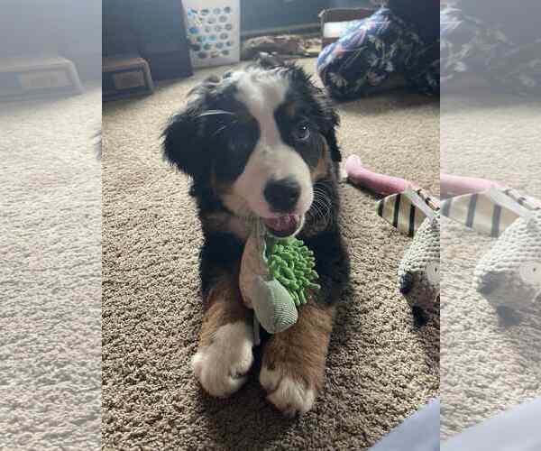 Medium Photo #2 Bernese Mountain Dog Puppy For Sale in Matawan, NJ, USA