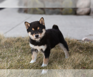 Shiba Inu Puppy for sale in MILLERSBURG, IN, USA