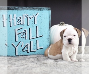 English Bulldog Puppy for sale in LAKEWOOD VILLAGE, TX, USA
