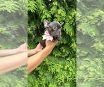 Small #6 French Bulldog