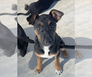 Mutt Dogs for adoption in Bolivar, MO, USA