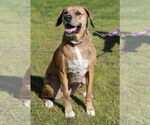 Small Catahoula Leopard Dog Mix