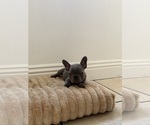 Puppy Puppy 5 French Bulldog