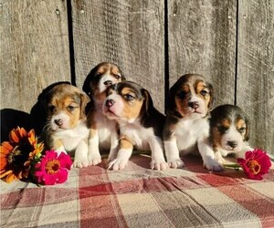 Beagle Puppy for sale in EVERETT, WA, USA