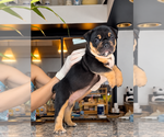 Puppy Puppy 6 Olde English Bulldogge