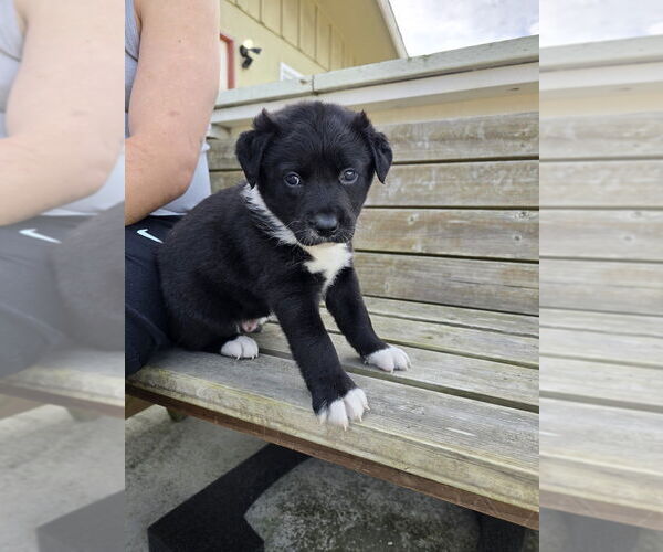 Medium Photo #1 Mutt Puppy For Sale in Pacifica, CA, USA