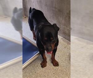 Rottweiler Dogs for adoption in Lodi, CA, USA