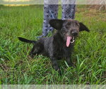 Small #5 Basset Hound Mix
